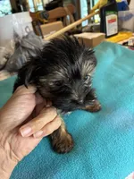 Andie, a male Yorkshire Terrier for sale in Fort Worth, TX – 6 of 6