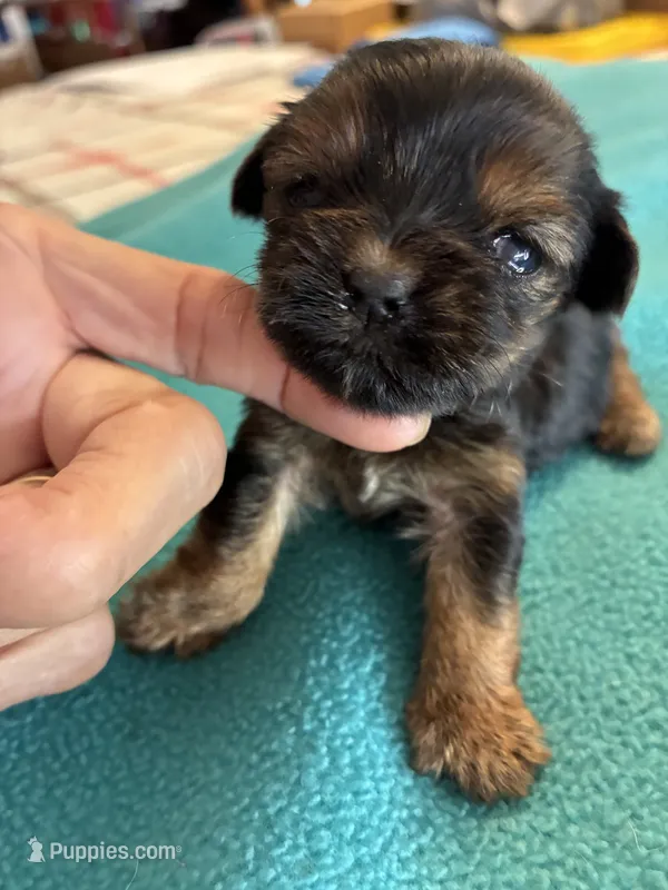 Andie – Yorkshire Terrier puppy for sale in Fort Worth, TX
