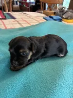 Reba, a female Yorkshire Terrier for sale in Fort Worth, TX – 2 of 4