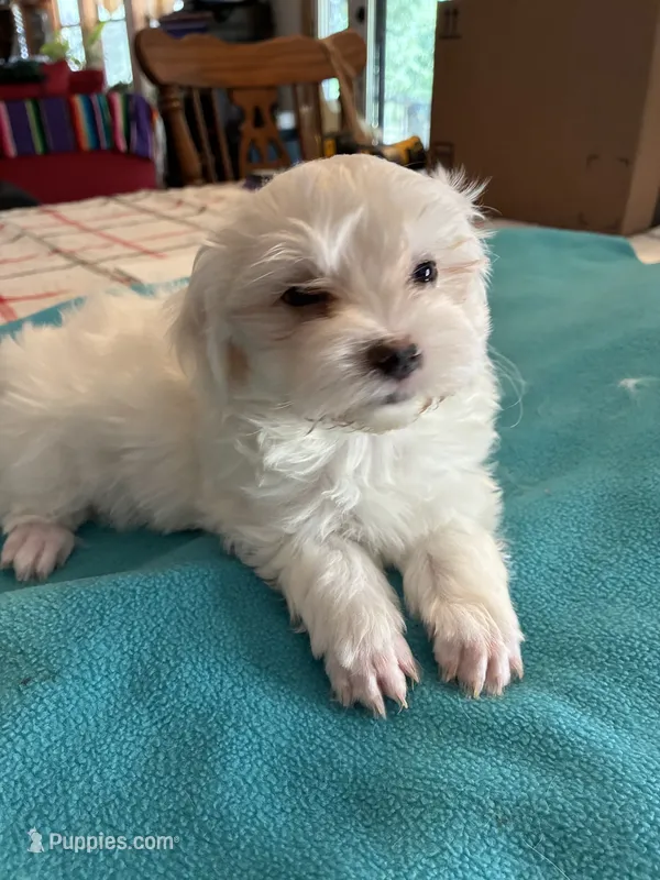 Chuckie – Morkie puppy for sale in Fort Worth, TX