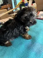 Andie, a male Yorkshire Terrier for sale in Fort Worth, TX – 2 of 6