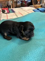Reba, a female Yorkshire Terrier for sale in Fort Worth, TX – 3 of 4