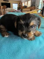 Andie, a male Yorkshire Terrier for sale in Fort Worth, TX – 2 of 4