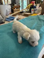 Micky, a male Maltipoo for sale in Fort Worth, TX – 4 of 4