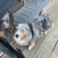 Billie, a female Australian Shepherd for sale in Fort Worth, TX – Photo 2 of 2