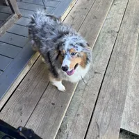 Billie, a female Australian Shepherd for sale in Fort Worth, TX – Photo 1 of 2