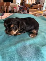 Andie, a male Yorkshire Terrier for sale in Fort Worth, TX – 4 of 4