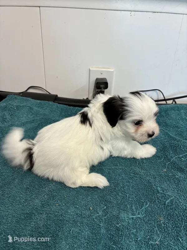 Charlie – Morkie puppy for sale in Fort Worth, TX