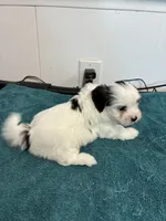 Charlie, a male Morkie for sale in Fort Worth, TX – 1 of 3