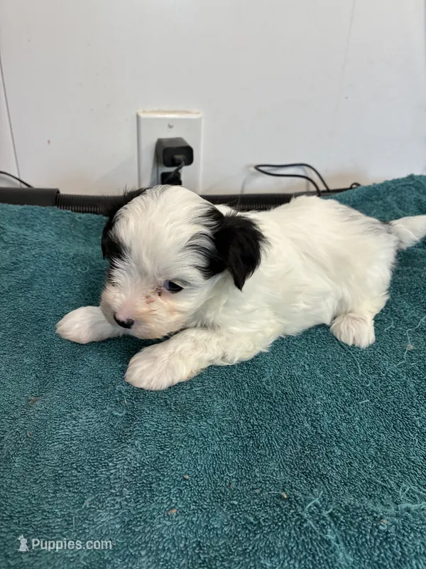 Leo – Morkie puppy for sale in Fort Worth, TX