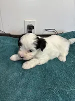 Leo, a male Morkie for sale in Fort Worth, TX – 1 of 2