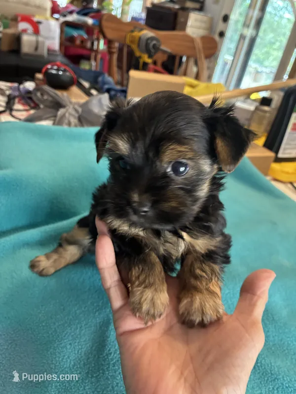 Reba – Yorkshire Terrier puppy for sale in Fort Worth, TX