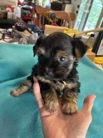 Reba, a female Yorkshire Terrier for sale in Fort Worth, TX – 1 of 4