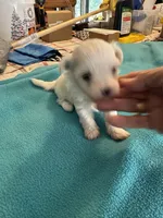 Micky, a male Maltipoo for sale in Fort Worth, TX – 3 of 4