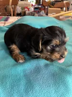 Andie, a male Yorkshire Terrier for sale in Fort Worth, TX – 3 of 4