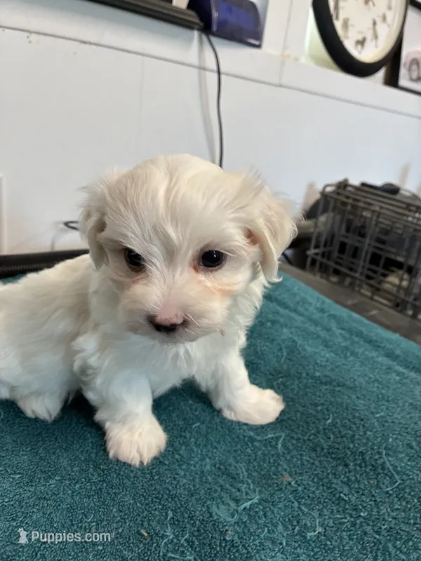 Chuckie – Morkie puppy for sale in Fort Worth, TX