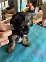 Andie, a male Yorkshire Terrier for sale in Fort Worth, TX – 5 of 6