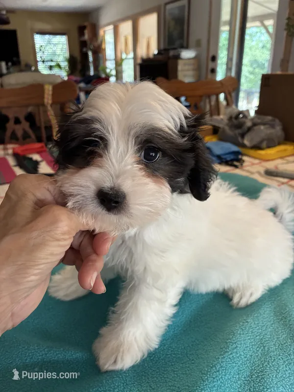 Leo – Morkie puppy for sale in Fort Worth, TX