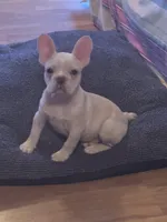 Stitch, a male French Bulldog for sale in Fort Worth, TX – Photo 1 of 2