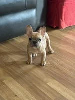 Stitch, a male French Bulldog for sale in Fort Worth, TX – Photo 3 of 4