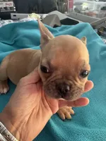 Stitch, a male French Bulldog for sale in Fort Worth, TX – Photo 2 of 4