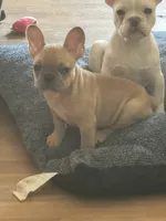 Stitch, a male French Bulldog for sale in Fort Worth, TX – Photo 4 of 4