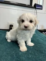 Chuckie, a male Morkie for sale in Fort Worth, TX – 2 of 2