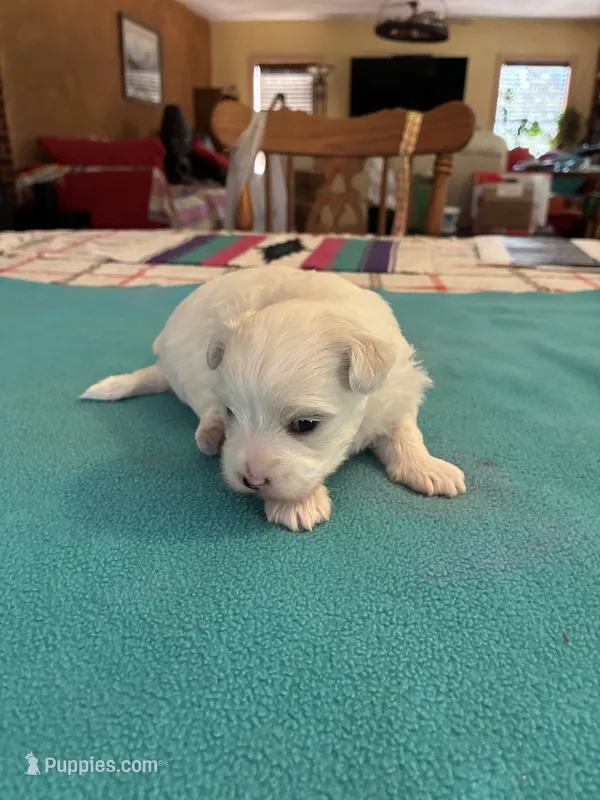 Rockie – Maltipoo puppy for sale in Fort Worth, TX
