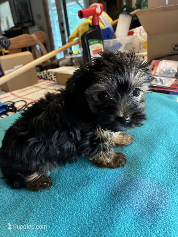 Andie – Yorkshire Terrier puppy for sale in Fort Worth, TX
