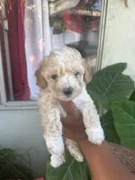 No name , a male Maltipoo for sale in Inglewood, CA – 2 of 2