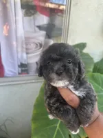 No name , a female Maltipoo for sale in Inglewood, CA – 1 of 3