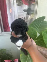 No name , a male Maltipoo for sale in Inglewood, CA – 3 of 4