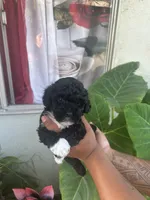No name , a male Maltipoo for sale in Inglewood, CA – 4 of 4
