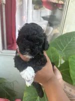 No name , a male Maltipoo for sale in Inglewood, CA – 2 of 4