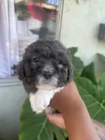 No name , a female Maltipoo for sale in Inglewood, CA – 2 of 2
