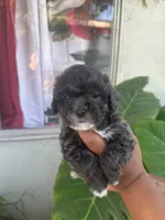 No name , a female Maltipoo for sale in Inglewood, CA – 3 of 3