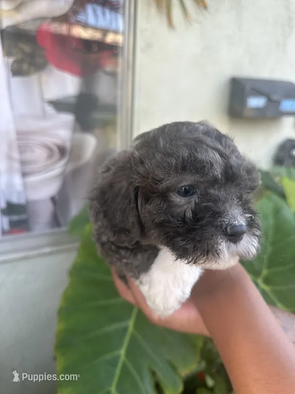No name  – Maltipoo puppy for sale in Inglewood, CA