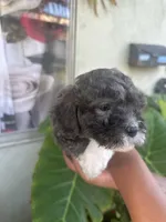 No name , a female Maltipoo for sale in Inglewood, CA – 1 of 2