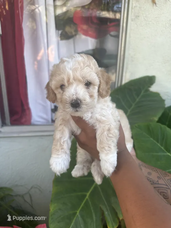 No name  – Maltipoo puppy for sale in Inglewood, CA
