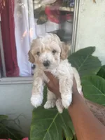 No name , a male Maltipoo for sale in Inglewood, CA – 1 of 2