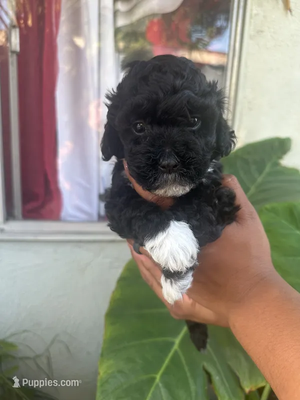 No name  – Maltipoo puppy for sale in Inglewood, CA
