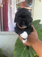 No name , a male Maltipoo for sale in Inglewood, CA – 1 of 4