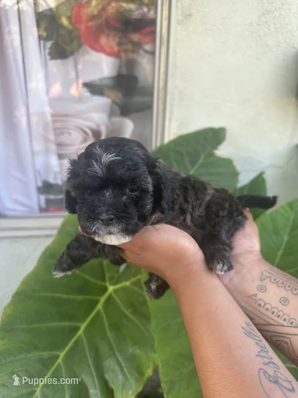 No name  – Maltipoo puppy for sale in Inglewood, CA