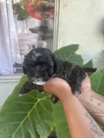 No name , a male Maltipoo for sale in Inglewood, CA – 1 of 1