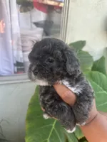 No name , a female Maltipoo for sale in Inglewood, CA – 2 of 3
