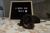 Bruno , a male Miniature Dachshund for sale in Moneta, VA – 2 of 4