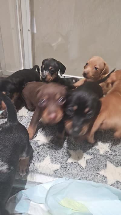 Bruno , a male Miniature Dachshund for sale in Moneta, VA – 4 of 4
