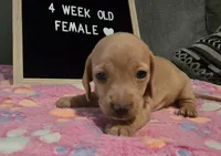 Sadie, a female Miniature Dachshund for sale in Moneta, VA – 2 of 4