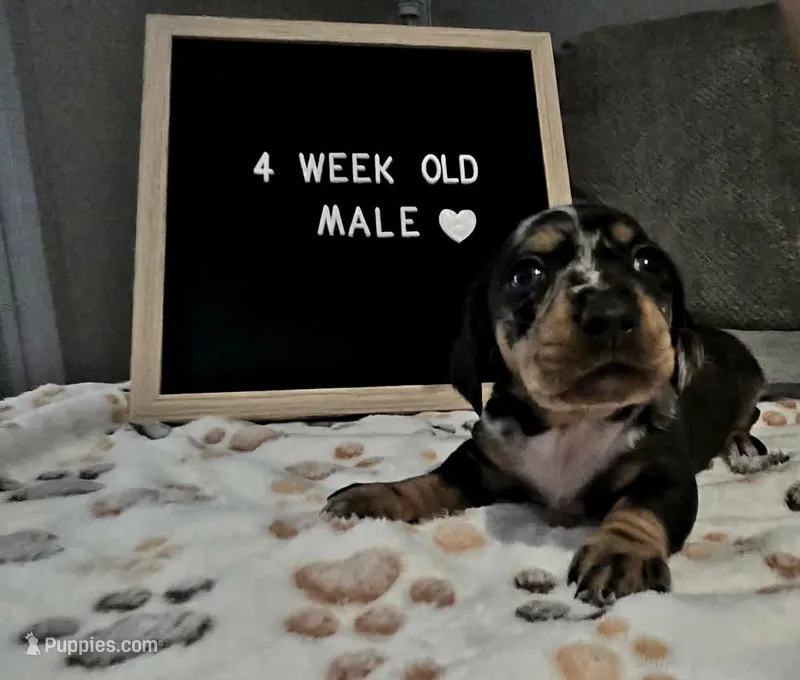 Merlin – Miniature Dachshund puppy for sale in Moneta, VA