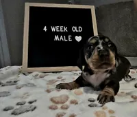 Merlin, a male Miniature Dachshund for sale in Moneta, VA – 1 of 4